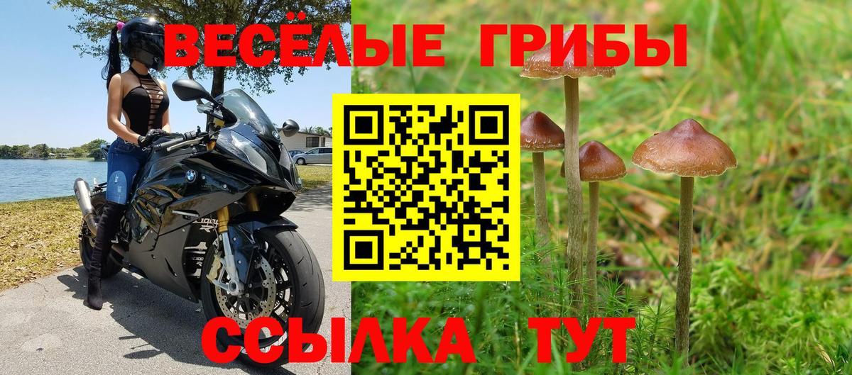 Галлюциногенные грибы Psilocybe Печора